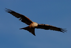 David Plant Photography - Wildlife Photography - Red kite - C